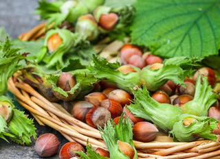 Samsun Fındık Fiyatları Açıklandı - 04 Kasım 2025