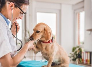 Samsun Veteriner Hizmetleri – Evcil Hayvanlar İçin En İyiler