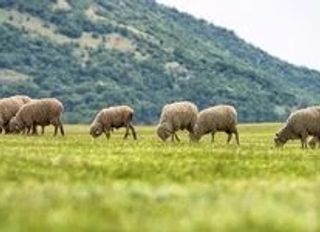 Samsun Çobanlık Mesleği Yeniden Canlanıyor