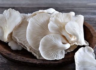 Samsun’da Sessizce Büyüyen Üretim - Çarşamba’daki O Şey Herkesi Şaşırttı