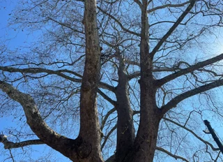 601 Yıllık Çınar Zamana Direniyor! Samsun’da Doğanın Sessiz Tanığı