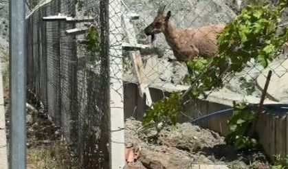 Artvin´de yaban keçileri Deriner Barajı sahasında görüntülendi