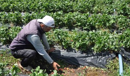 Batman’da dolu yağışı çilek bahçelerini vurdu