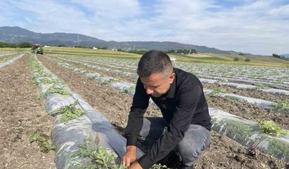 Hava sıcaklığını dengelemek isteyen çiftçi, malç naylonu kullanarak 200 dönüm araziye karpuz ekti