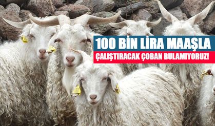 Elazığ Yetiştiricilerinden İsyan: "100 Bin Lira Maaşla Çalıştıracak Çoban Bulamıyoruz!"