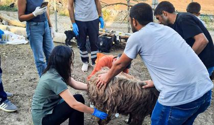 Belediyeden Mardin ve Diyarbakır’a veteriner ve itfaiye desteği