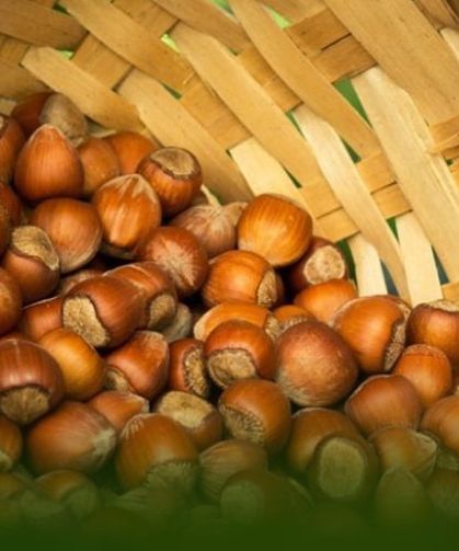 Giresun'da Fındık Fiyatı Düşüşe Geçti: 220 TL'den 180 TL'ye!