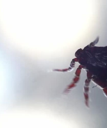 Keneden Gelen Tehlikeye Karşı Devrim Gibi Aşı! mRNA Teknolojisiyle Umut Yeşerdi