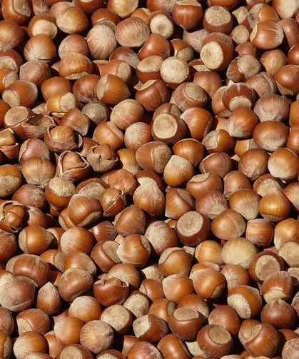 Karadeniz Fındığı Dünya Sofralarında: 2025’te 1,7 Milyar Dolarlık İhracat