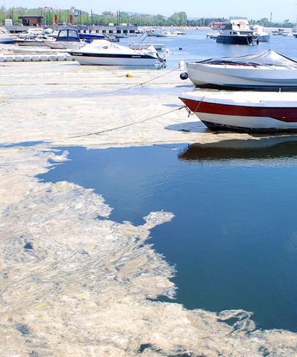 Beykoz Açıklarında Müsilaj Artışı: Deniz Çayırlarında Endişe Verici Gelişme