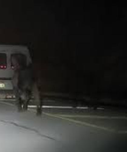 Sivas'ta şok görüntü: Atları araca bağlayarak koşturdu
