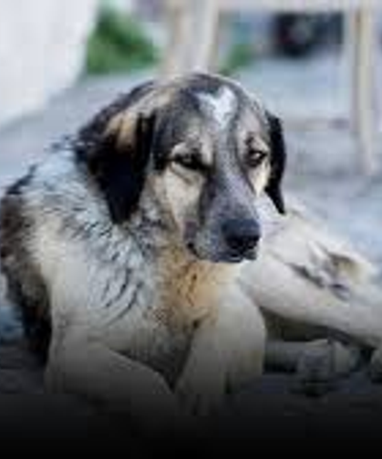 Başıboş Sokak Köpeği Yasasının İptal İstemi Reddedildi