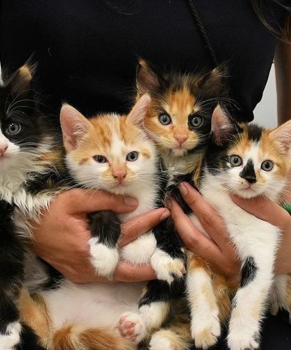 Kedinizin Avladığı Bir Fare Ölümcül Olabilir! Almanya’da İlk Ölüm, Uzmanlar Uyarıyor