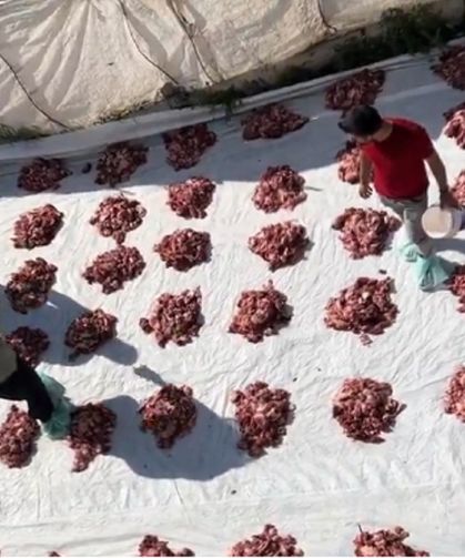 Yüksekova’da Kurban Paylaşımı: Tüm Köy Halkına Eşit Dağıtım