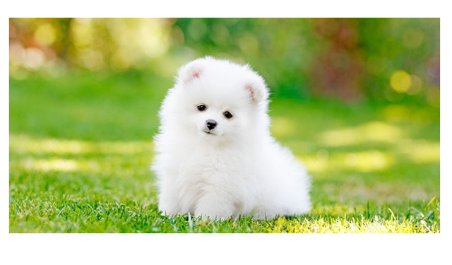 Yavru Köpek Fiyatları 2024 Pomeranian Maltese Terrier Fransız Bulldog Fiyatları