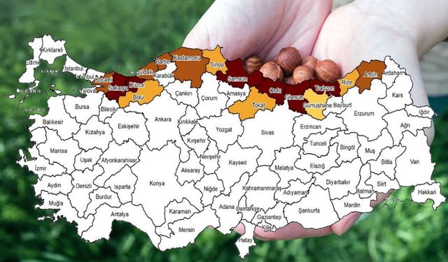 Fındık fiyatları ne kadar? Son Mayıs Ayı güncel fındık fiyatları!