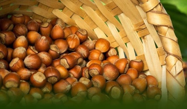 Giresun'da Fındık Fiyatı Düşüşe Geçti: 220 TL'den 180 TL'ye!