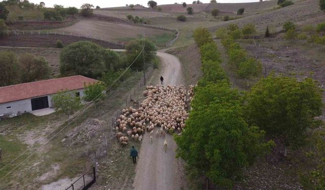 Amasya’da koyun sürülerinin yayla göçü erken başladı