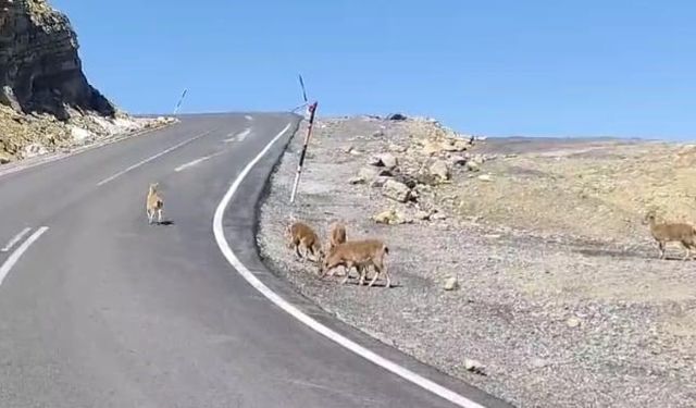 Çukurca’da dağ keçileri sürü halinde görüntülendi