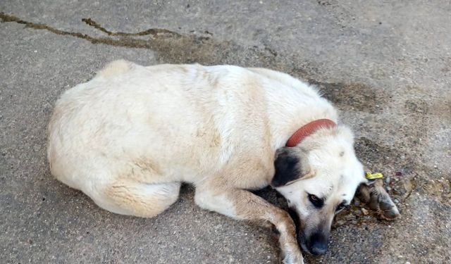 Keşan’da bir evin bahçesindeki 2 köpek zehirlendi