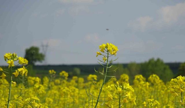 Kırklareli’nde çiçek açan kanola bitkisi tarlaları sarıya boyadı