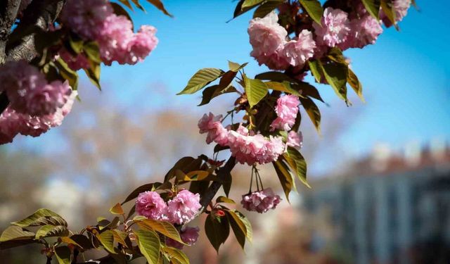 Sakuralar Konya’da çiçek açtı, görüntüler hayran bıraktı