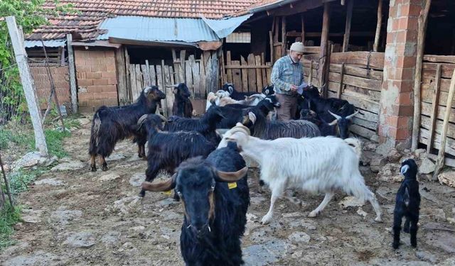 Keçilerini otlatırken şiir yazıp, türkü besteliyor