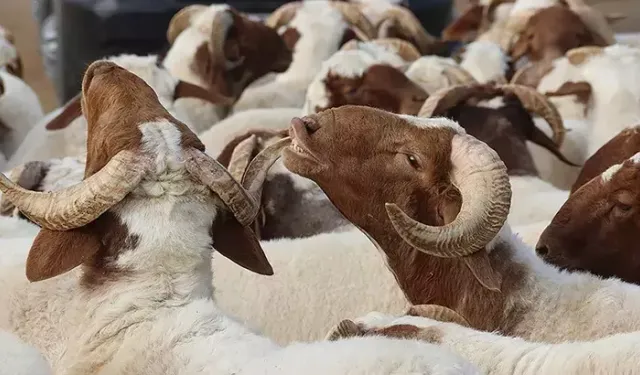 2025 Kurban Bayramı ne zaman ve hangi güne denk geliyor?