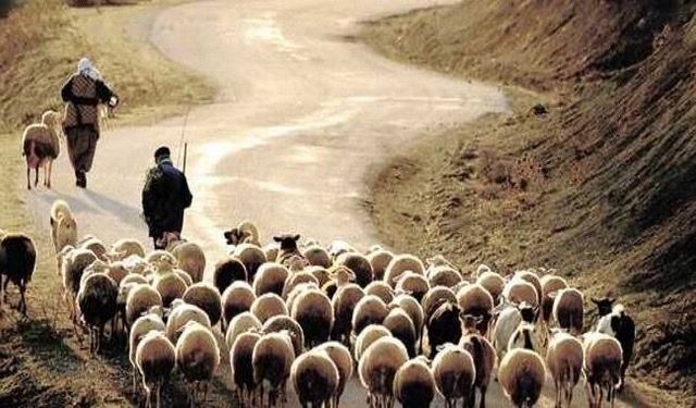 İlan Açık, Maaş Rekor Kırıyor! Ama Başvuran Yok: Bu Meslek Adeta Altın Madeni