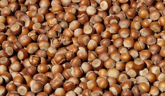 Karadeniz Fındığı Dünya Sofralarında: 2025’te 1,7 Milyar Dolarlık İhracat