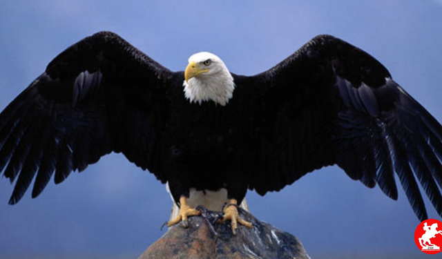 Kartal Yuvasına Döndü: Beşiktaş'ın Efsane Forveti Yeniden Takımda