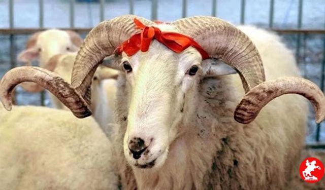 Bayram Tatili 9 Gün Olacak mı? Bakan Sinyali Verdi, Herkes Kabine’yi Bekliyor