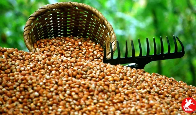 🟤 31 Mayıs 2025 Güncel Fındık Fiyatları Açıklandı: Zirvede Giresun Var