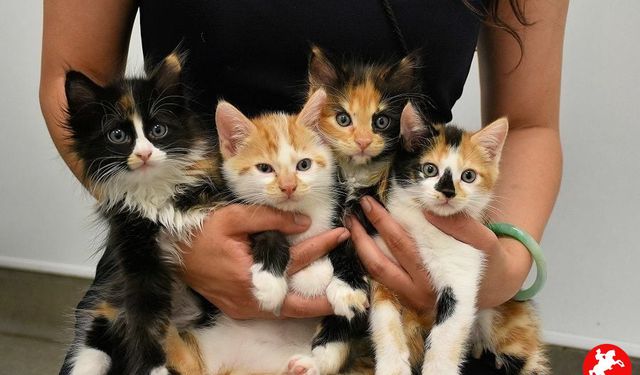 Kedinizin Avladığı Bir Fare Ölümcül Olabilir! Almanya’da İlk Ölüm, Uzmanlar Uyarıyor