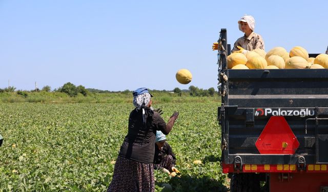 Bafra Ovası’nda Üretici Zarar Ediyor: Tarlada 2 TL, Markette 8,5 TL