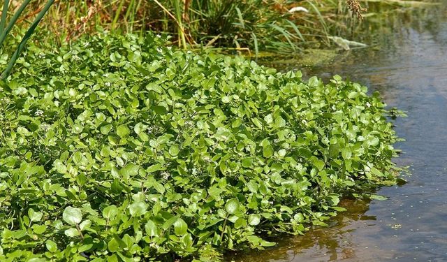 Marul Değil, Ispanak Değil: Dünyanın En Sağlıklı Sebzesi Seçildi