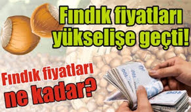 3 Aralık 2025 Fındık Fiyatları Yükselişe Geçti: İşte Karadeniz’de Son Durum