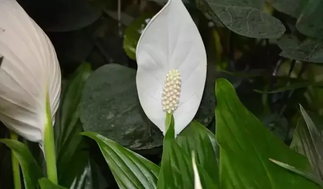 Yelken Çiçeğinin Faydaları Nedir?