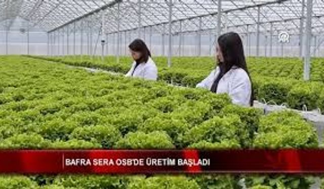 Bafra’da Topraksız Tarım Hızla Büyüyor: Kadın İstihdamı ve İhracat Rekoru Kapıda