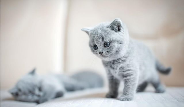 Samsun Kedi Sahiplenme Ve Sahiplendirme Süreci Rehberi