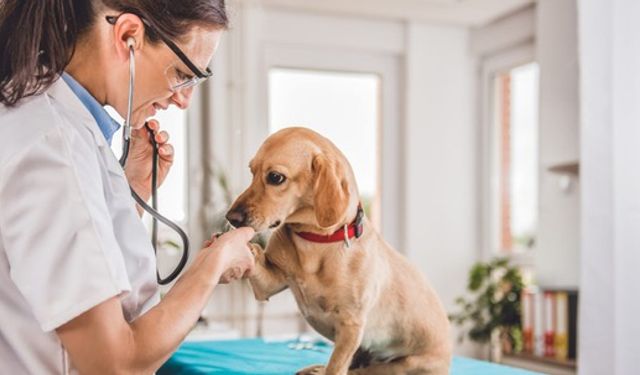 Samsun Veteriner Hizmetleri – Evcil Hayvanlar İçin En İyiler