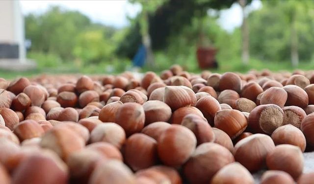 21 Ocak 2026 Çarşamba Güncel Fındık Fiyatları Listesi: İl ve İlçe Bazlı Tam Liste