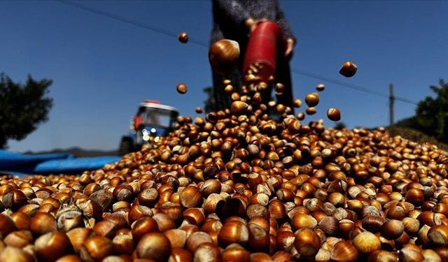 Güncel Fındık Fiyatları Listesi: 27 Mart 2026 Cuma Fındık Fiyatları Ne Kadar Oldu?