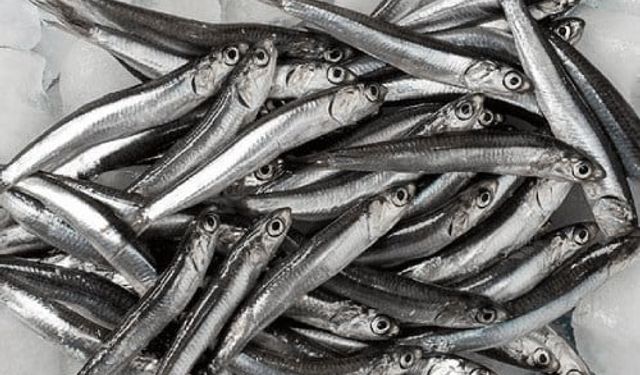 Balık Yemenin Faydaları Nelerdir? İşte Uzmanlardan Önemli Açıklamalar