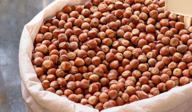 25 Temmuz Güncel Fındık Fiyatları Belli Oldu: İl İl Karadeniz Fındık Fiyatları Listesi (TMO ve Ticaret Borsaları)