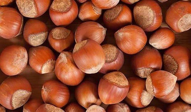 22 Nisan 2026 Güncel Fındık Fiyatları: Karadeniz’de Serbest Piyasa ve Kurum Verileri Şekilleniyor