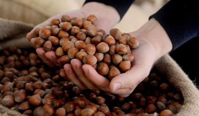4 Nisan 2026 Fındık Fiyatları: Karadeniz'de Serbest Piyasada Son Durum Ne?
