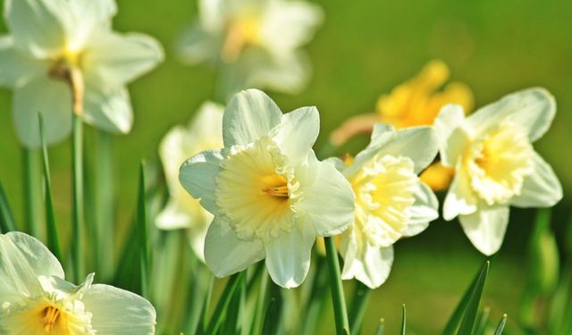 Bahar Alerjileri Çocukları Tehdit Ediyor: Uzmanından Kritik Uyarılar