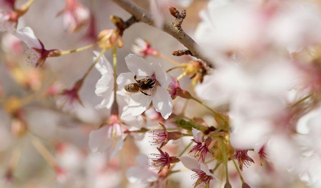 Bahar Alerjileri Çocukları Nasıl Etkiliyor? Uzmanından Önemli Uyarılar