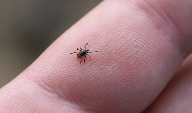 Kene Vakasında Sessiz Tehlike: KKKA Ölümü Sonrası Uzmandan Kritik Uyarı “Yanlış Müdahale Hayatı Daha da Zorlaştırıyor”